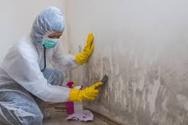 Best Black Mold Removal  in Colton, CA